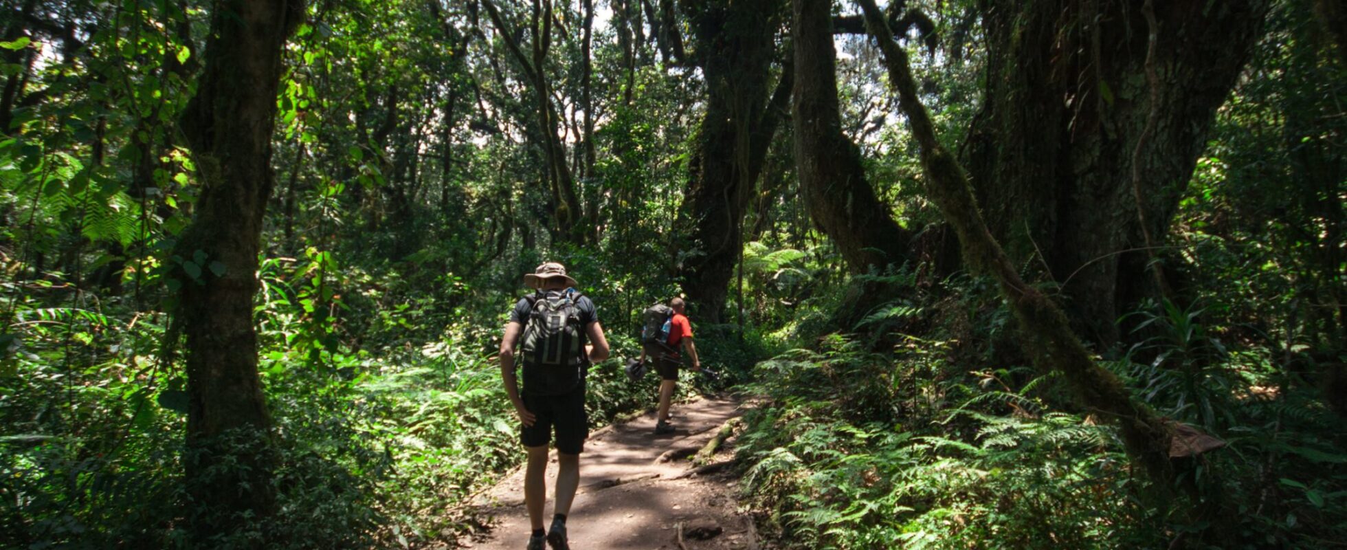 Hiker walking through the rainforest of Mount Kilimanjaro