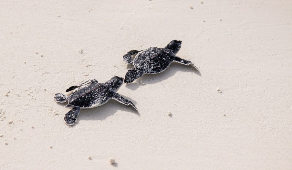 Two baby turtles crawling in the sand