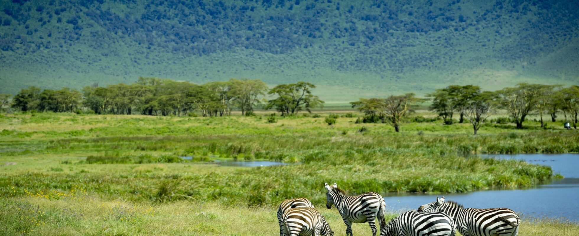 Zebras Ngorongoro crater