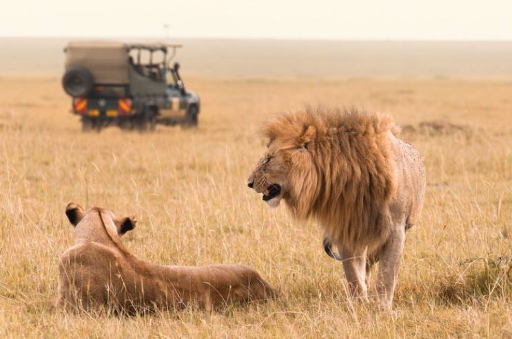 Safari-Jeep-lion