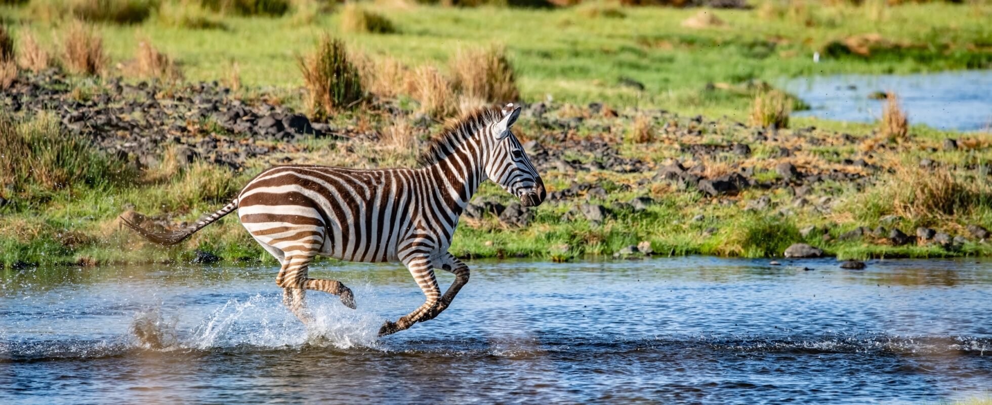 Zebra running through the water surrounded by green grass in Lake Natron