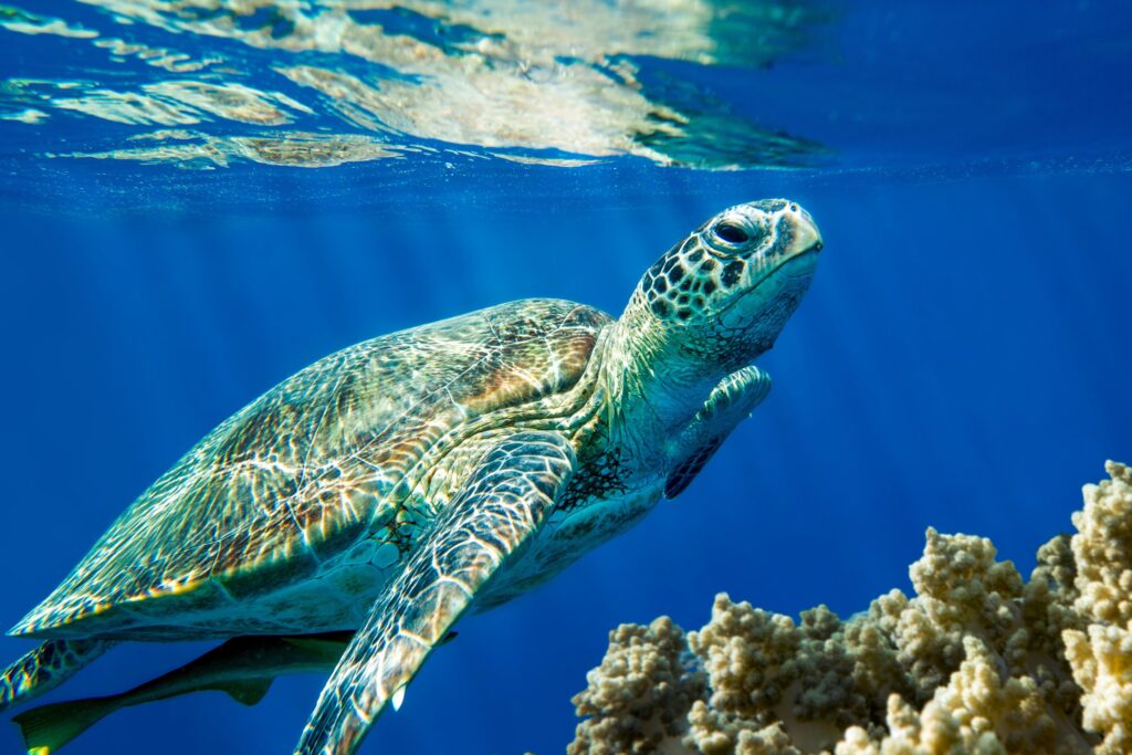 Loggerhead turtle swimming next to corals