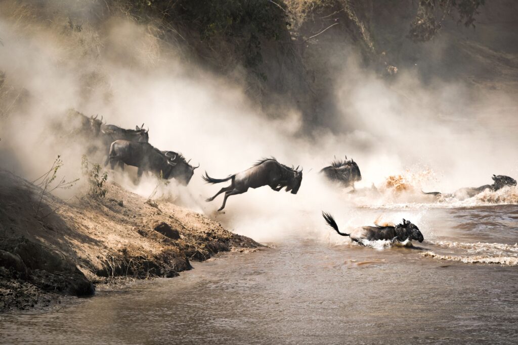 Mara River (1)