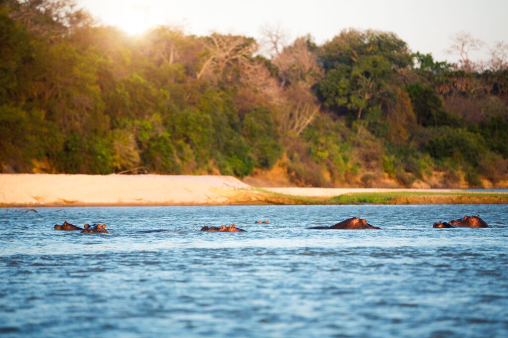 Hippos swimming in the Rufiji River in Tanzania