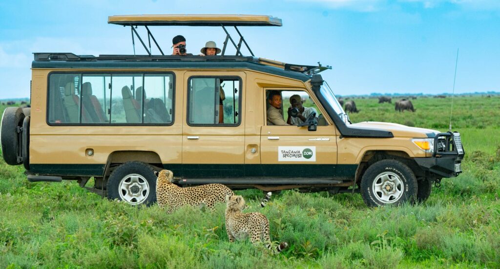 People in Safari jeep with two cheetahs in front of it in the grass