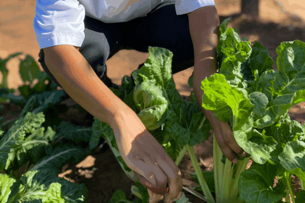 Two hands in a field of lettuce