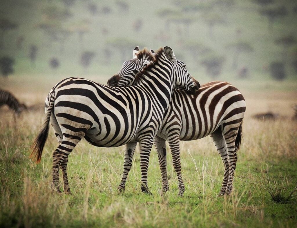 Two zebras hugging each other