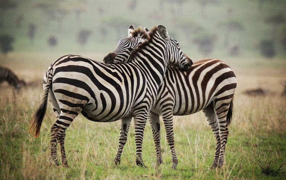 Two zebras hugging each other