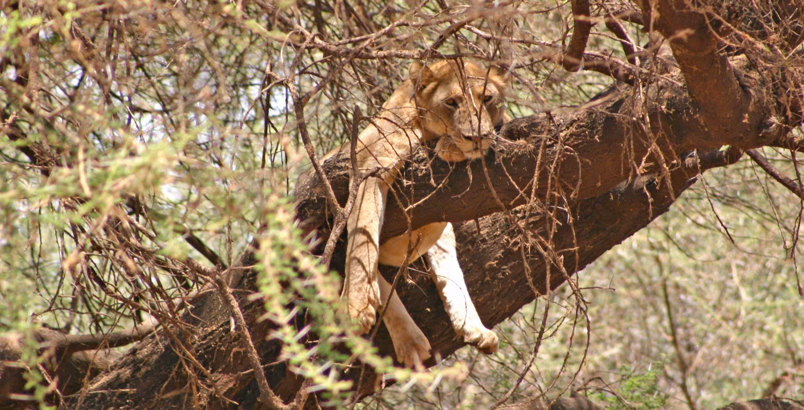 Lake Manyara National Park - luxury style!