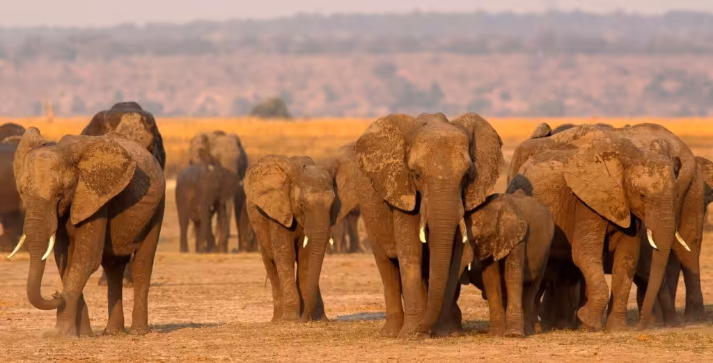 A big herd of elephants of all sizes=