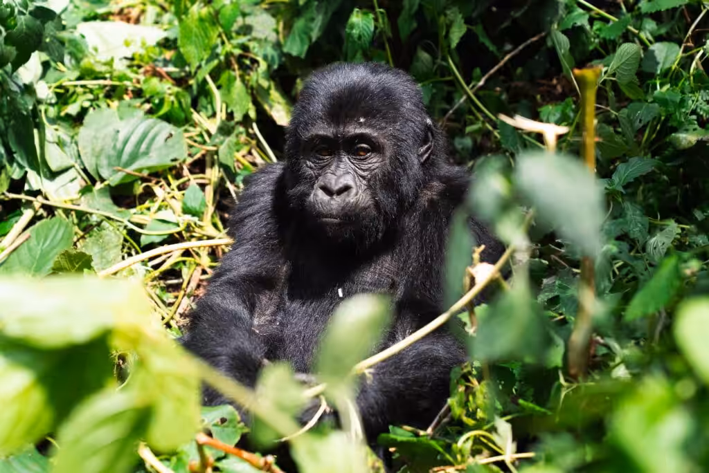 A young gorilla is sitting in the middle of green bushes in Uganda