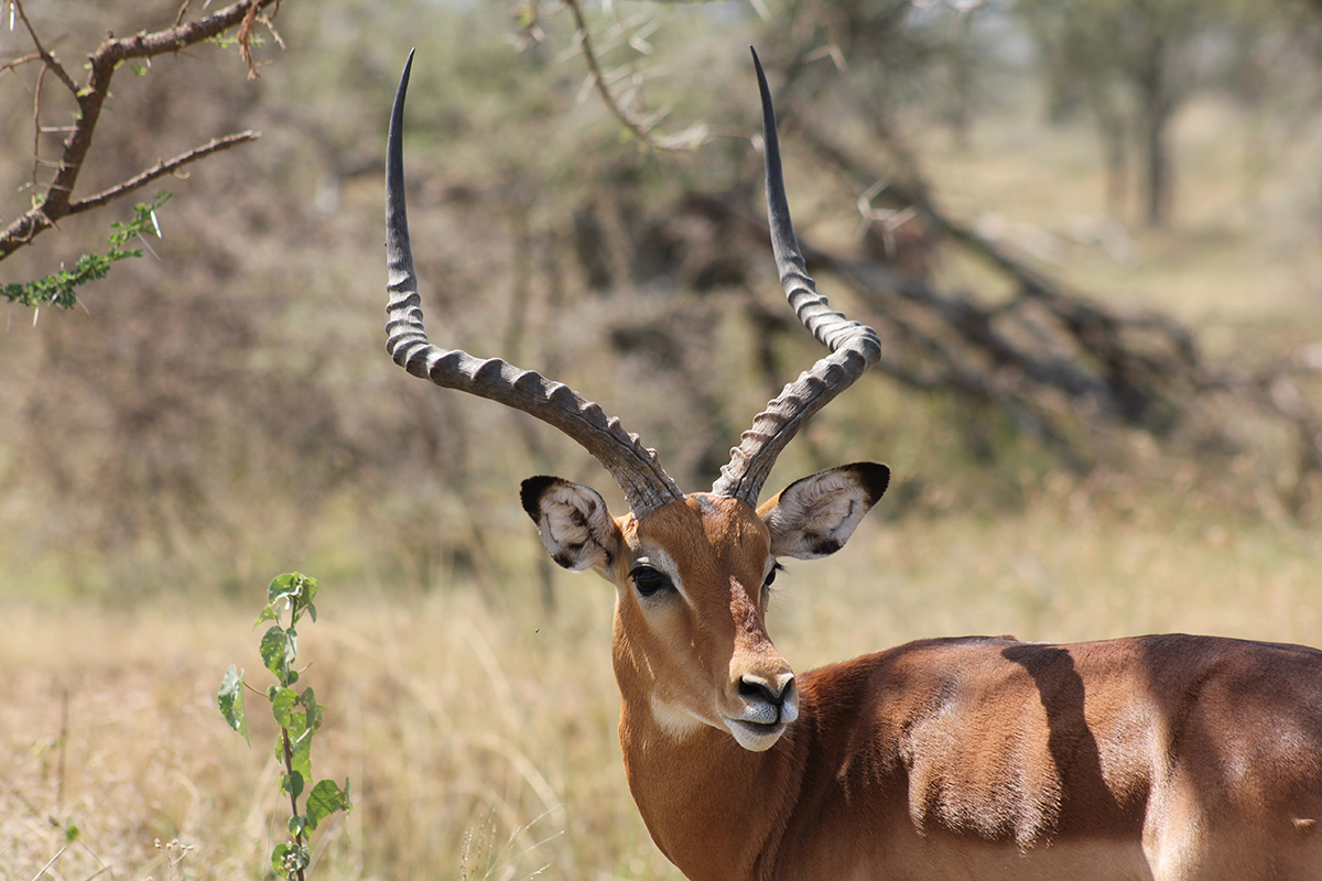 Antelopes of the Serengeti - Tanzania Safari Guide