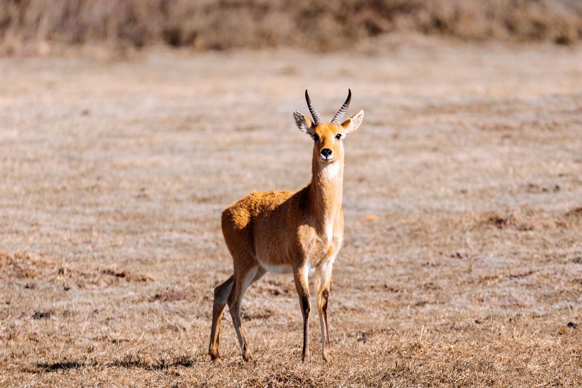 Bohor Reedbuck serengeti antelope