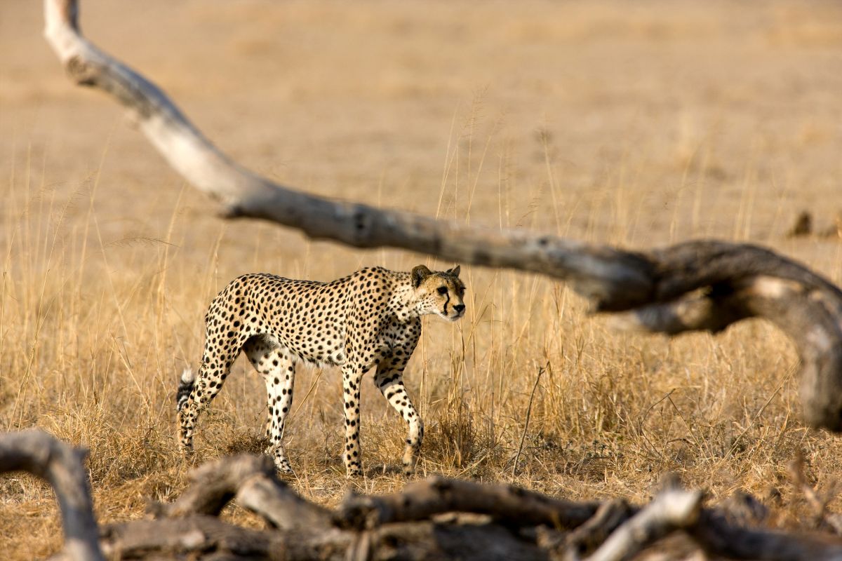 East African Cheetah