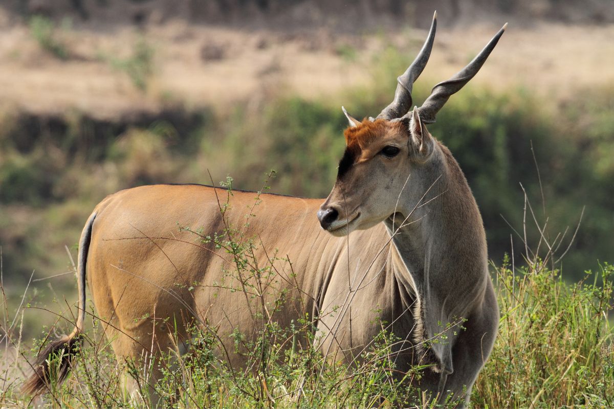 Eland: a well-known Serengeti antelope