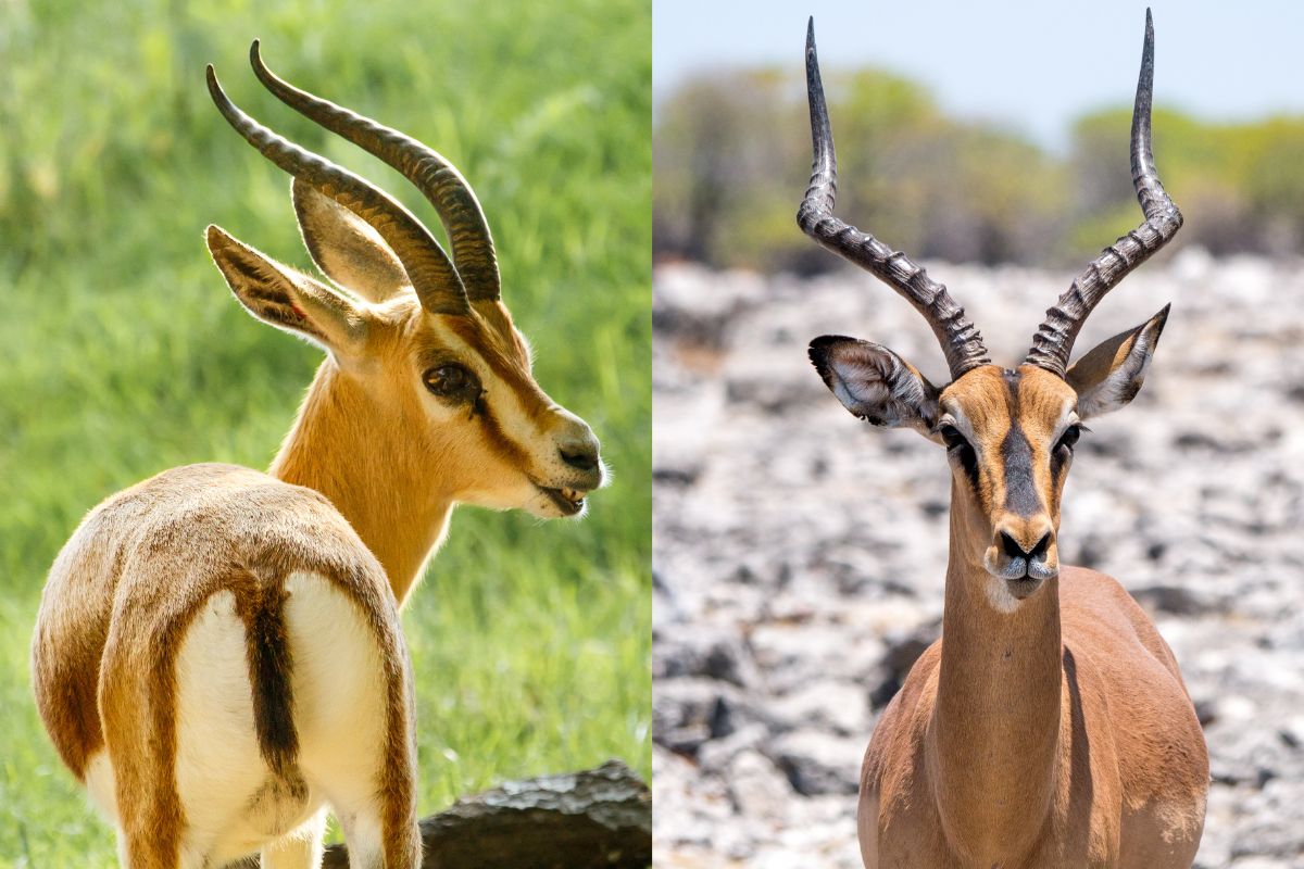 Gazelle Vs. Antelope