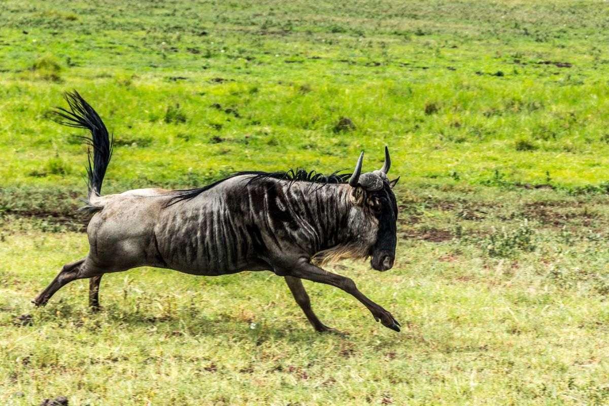 How Fast Can A Wildebeest Run