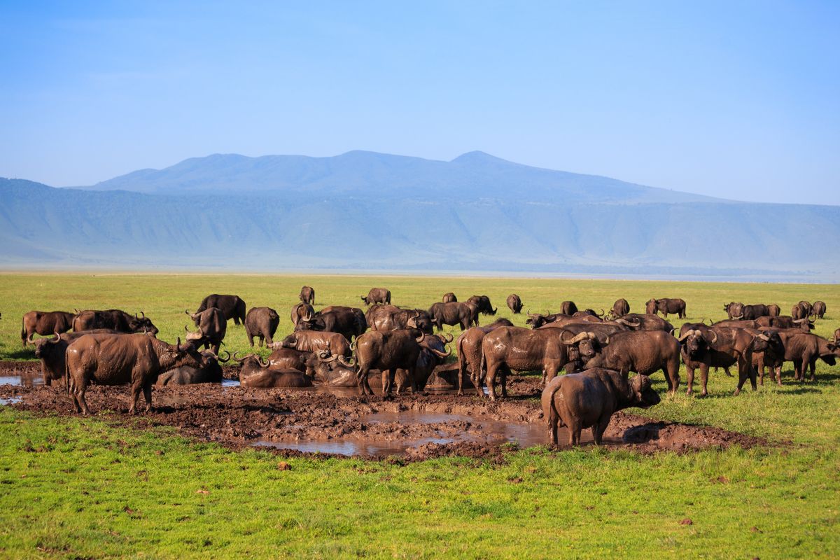 visit Ngorongoro Conservation Area