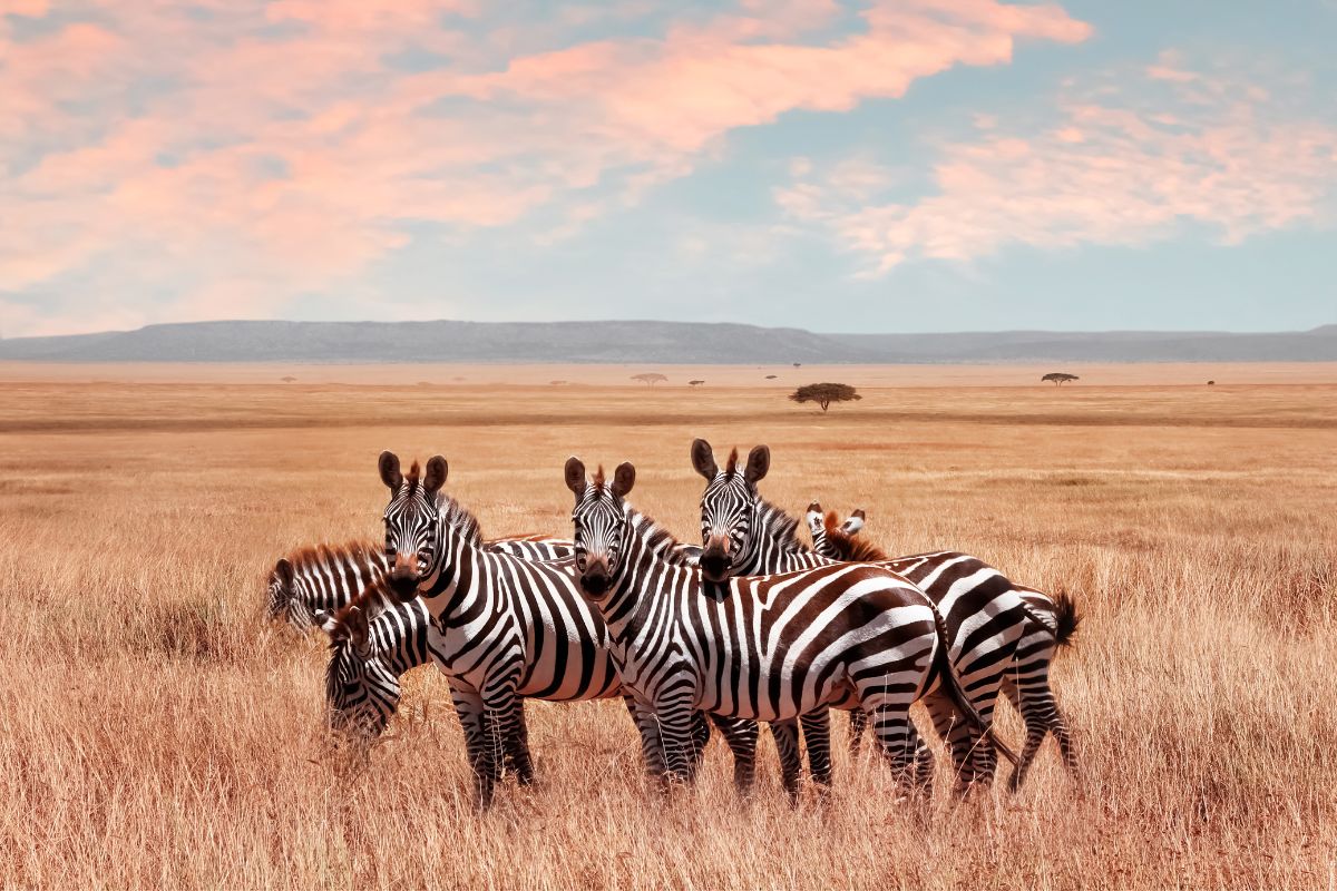 Serengeti National Park