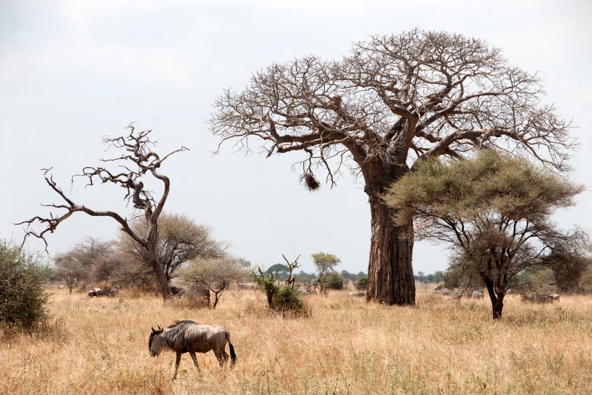 Tarangire National Park is in the top 15 things to do in Tanzania