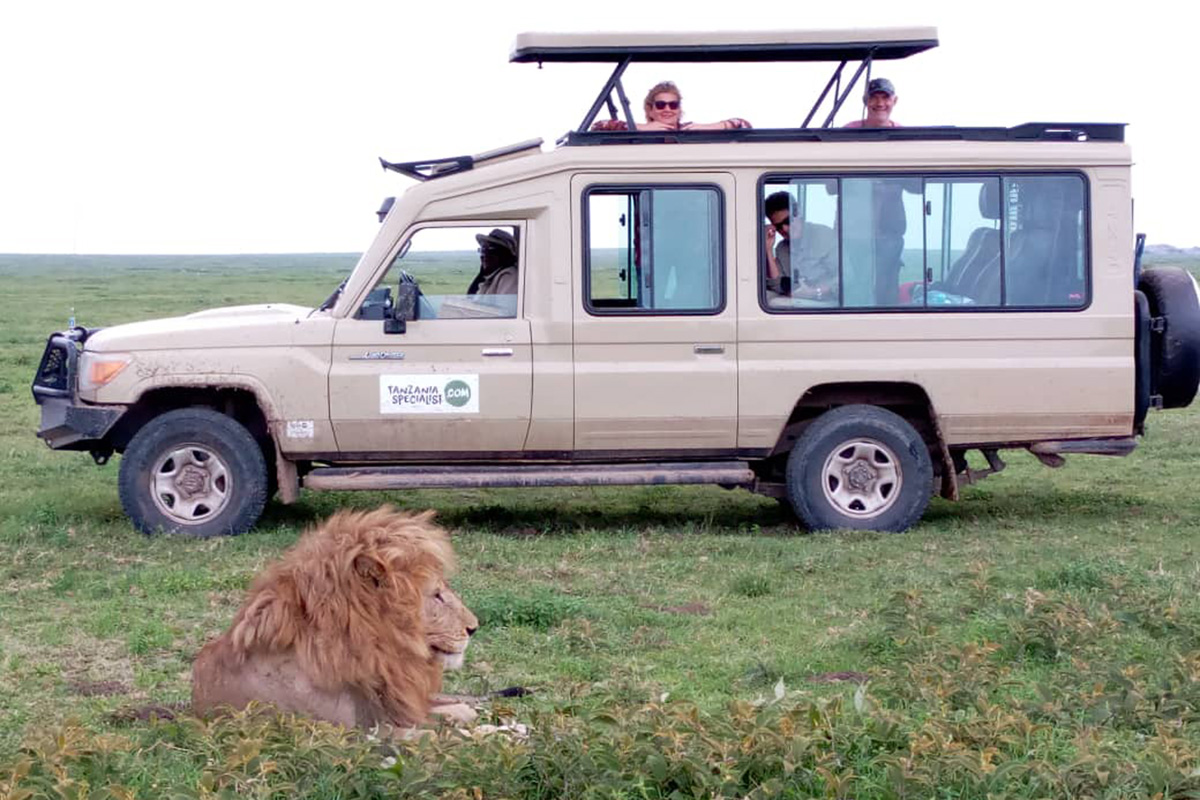 Why Lions Do Not Attack Tourists While On Jeep