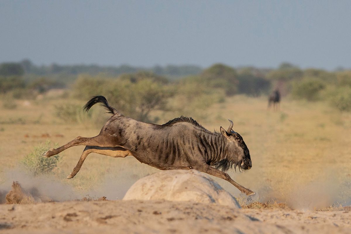 Wildebeest Run