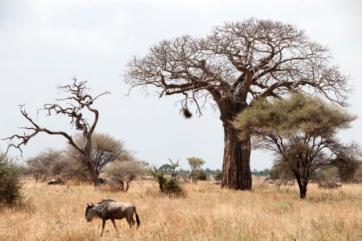 Tarangire National Park