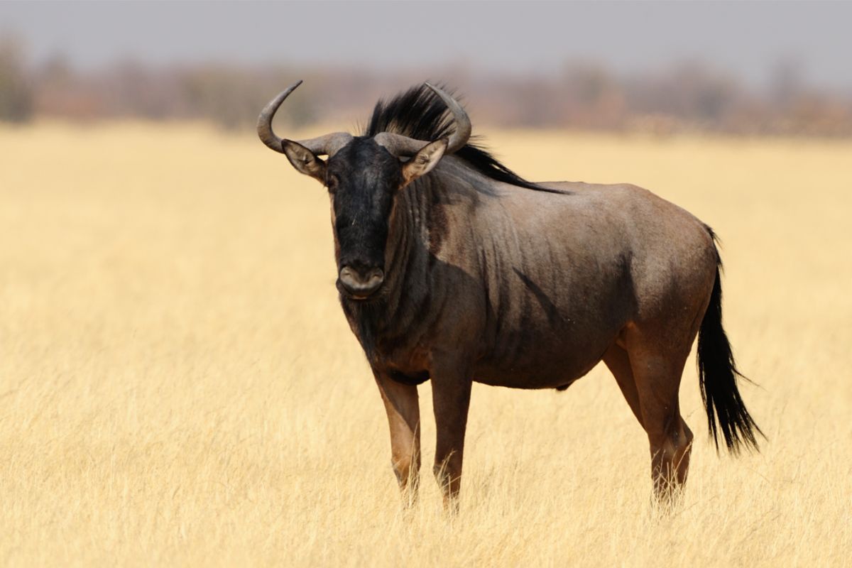 Wildebeest is one of the antelopes of the Serengeti