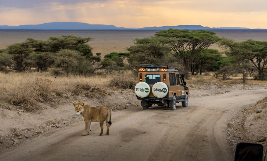 Serengeti Safari Marathon morning lion spotting Tanzania